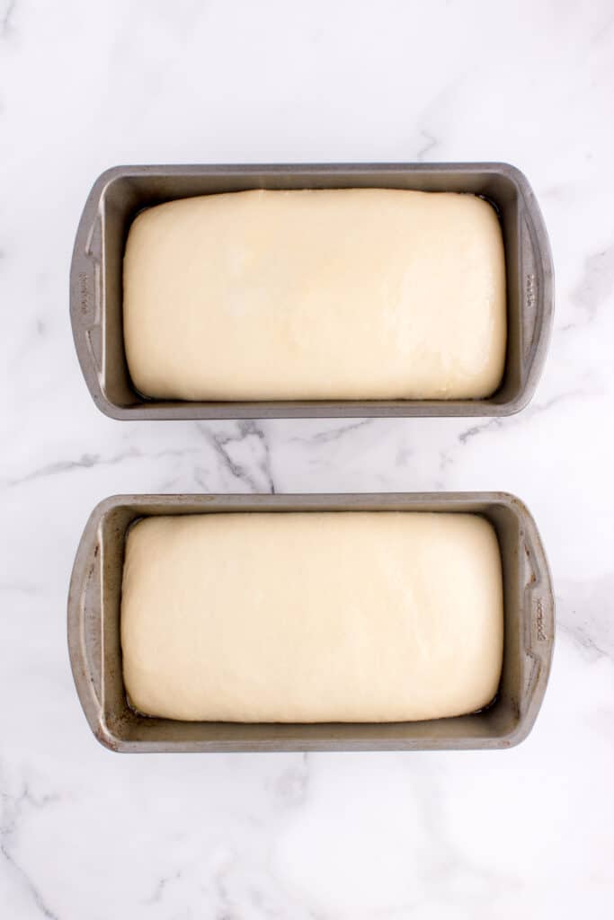 dough in bread tins after doubling and ready to be baked